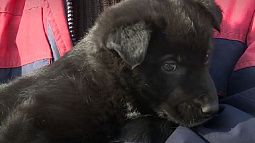 Бийскому приюту для животных «Преданность» нечем кормить собак