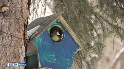 Причиной гибели птиц зимой может стать не только мороз и отсутствие корма, но и неправильный корм