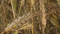 На этой неделе в крае подвели аграрные итоги года