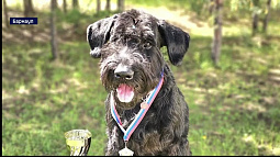 Кинологической службе исполнилось 115 лет