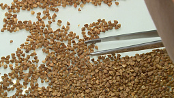 Эксперимент «Вестей»: сколько на самом деле варится алтайская гречка? 