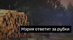 Чиновники администрации Барнаула в суде ответят за организованные лесные рубки в районе улицы Кутузова