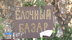 Сегодня в Барнауле заработают ёлочные базары