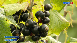 В Алтайском крае на плантациях института садоводства им. Лисавенко начался сбор сладкоплодных сортов смородины