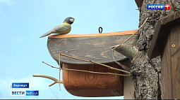 Сезон переселения птиц стартовал: многие птицы уже вернулись на Алтай