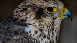 Учёные хотят восстановить утраченную популяцию алтайских кречетов