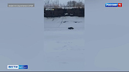 Дикие животные навестили жителей Алтайского края