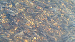 В Обь выпустили две тонны молодых сазанов