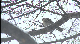 Перелётные птицы возвращаются на Алтай