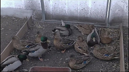 Восемь диких уток чуть не замёрзли на пруду в садоводстве в Первомайском районе