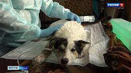 Какие суммы тратит администрация Барнаула на работу по обращению с бездомными животными?