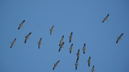 Жители Угловского района три дня наблюдали в небе журавлиные стаи