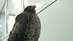 В Барнаул из Мурманска привезли самку кречета, которая чудом выжила после ранения