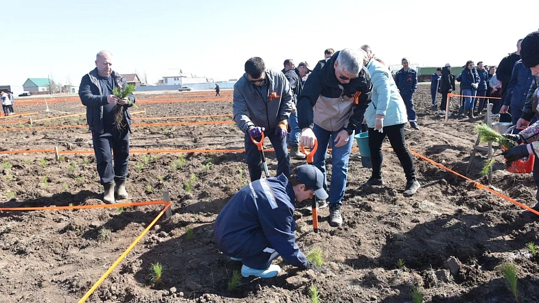В окрестностях Кулунды высадили деревья в виде надписи «Энергия Победы»