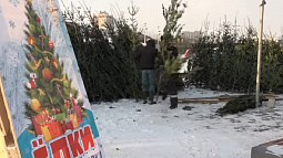  Несколько тысяч хвойных деревьев привезли в Барнаул