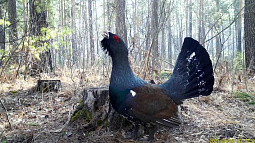 В Обском заказнике идёт глухариный ток