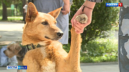 Завтра в Барнауле впервые пройдёт фестиваль любви к домашним животным «Лапки-тапки»