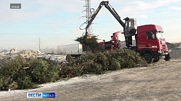 Барнаульцев призывают не выбрасывать новогодние ёлки, а сдавать их в переработку