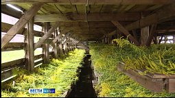 Предприятие из Красногорского района производит чаи, кисели, варенье и сладости из местных трав, цветов и ягод 