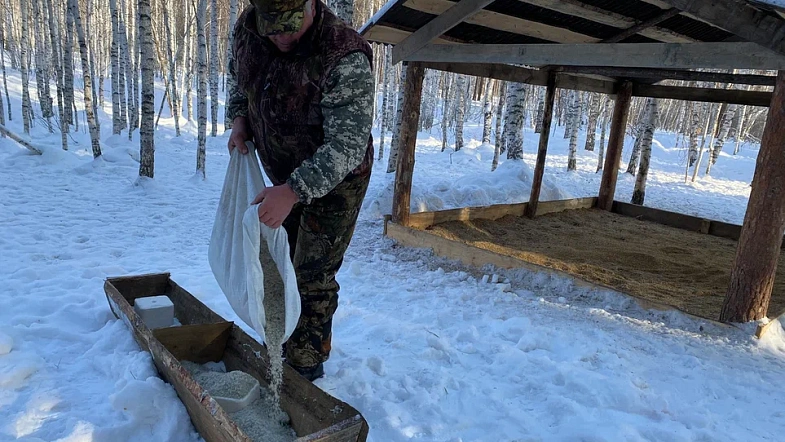 В лесах края косули травмируют ноги, тетерева гибнут в ледяном «плену»