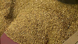 Ситуация на зерновом рынке России заставит аграриев перейти на маржинальные культуры