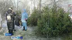В Барнауле во время экологической акции «Ёлки-палки» собрали 410 деревьев