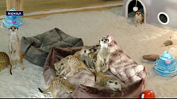 В Барнауле появилось первое антикафе с экзотическими жителями – сурикатами