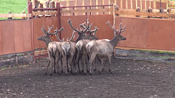 В мараловодческих хозяйствах края начался сезон срезки пантов