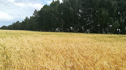 Снижение цен на зерно и другие острые для аграриев проблемы обсудят сегодня в Барнауле