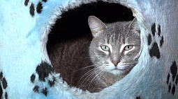 Алтайские учёные разработали методику определения типа темперамента кошек