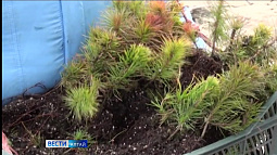 В Алтайском крае высадили почти два миллиона сеянцев хвойных пород