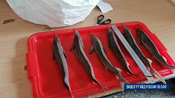 В Барнауле транспортная полиция задержала рыбака, незаконно добывшего стерлядь