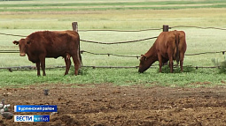 Племзавод «Бурлинский» смог увеличить надои и прибыль