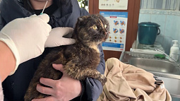 На этой неделе в Алтайском крае выявили два новых случая бешенства