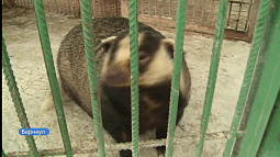 2 февраля - День сурка: предсказываем приход весны