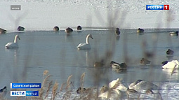 В Советский район на зимовку прилетели первые лебеди
