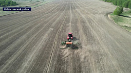 Аграрии Ребрихинского района спешат завершить полевые работы с гречихой