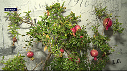 В Барнауле поспели гранаты