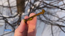 В Барнауле обнаружили расцветающую липу