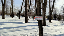 Спорт недорого: какие возможности есть у сибиряков?