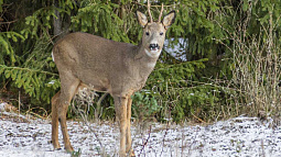 Жители барнаульского посёлка напали на косулю с ножами