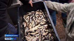 В протоки реки Оби выпустили больше 50 тысяч первых мальков