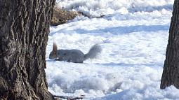 В парке «Изумрудный» появились специальные мосты для белок  