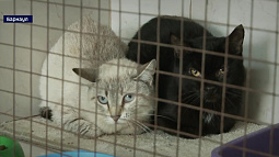В Барнауле из однокомнатной квартиры спасли 28 истощённых кошек