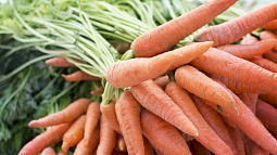 Уполномоченный по правам человека в Алтайском крае пытается защитить права садоводов