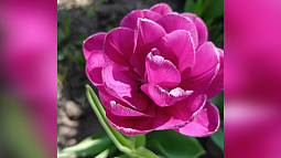 Редакция «Вестей» собирает фотобукет первых летних цветов