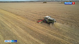 Пятый миллион тонн зерна намолотили алтайские аграрии