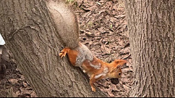 Сегодня – Международный день белок