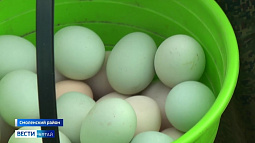 Курицы, несущие яйца зеленовато-бирюзового цвета, появились в Смоленском районе