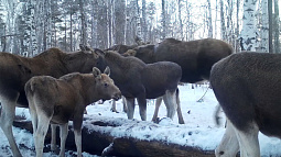 В Обском заказнике сняли на видео, как лоси и кабаны кормятся на солонцах